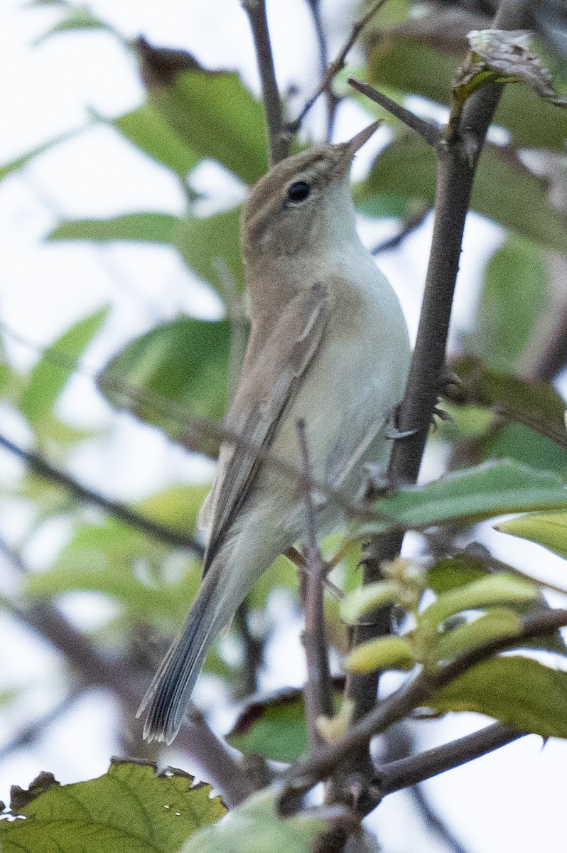 Booted Warbler - ML610614046