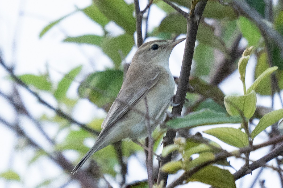 Booted Warbler - ML610614058