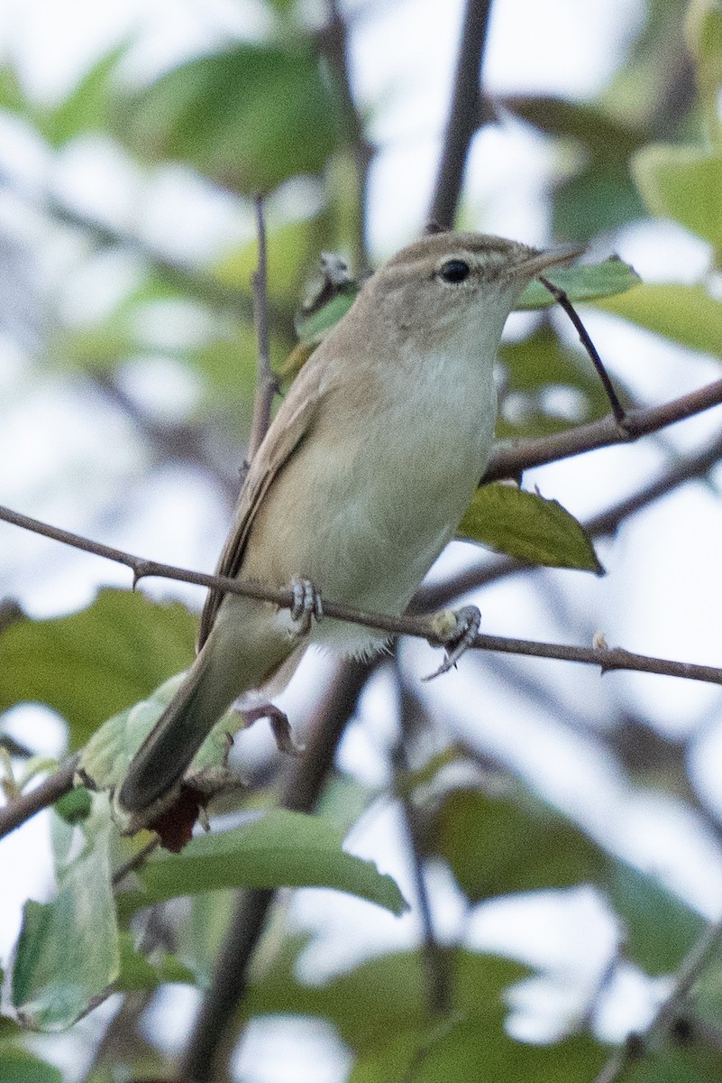 Booted Warbler - ML610614059