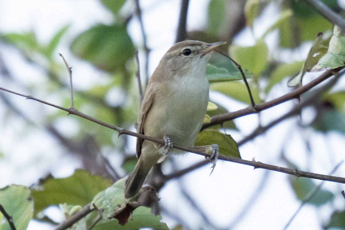 Booted Warbler - ML610614060