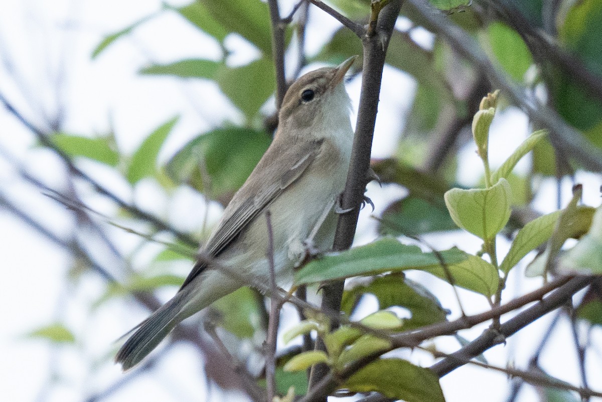 Booted Warbler - ML610614061