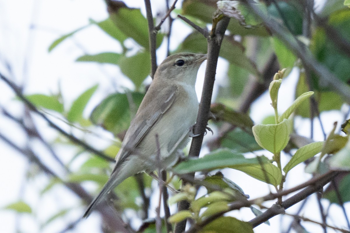 Booted Warbler - ML610614063
