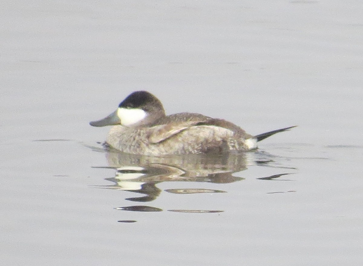 Ruddy Duck - ML610614087