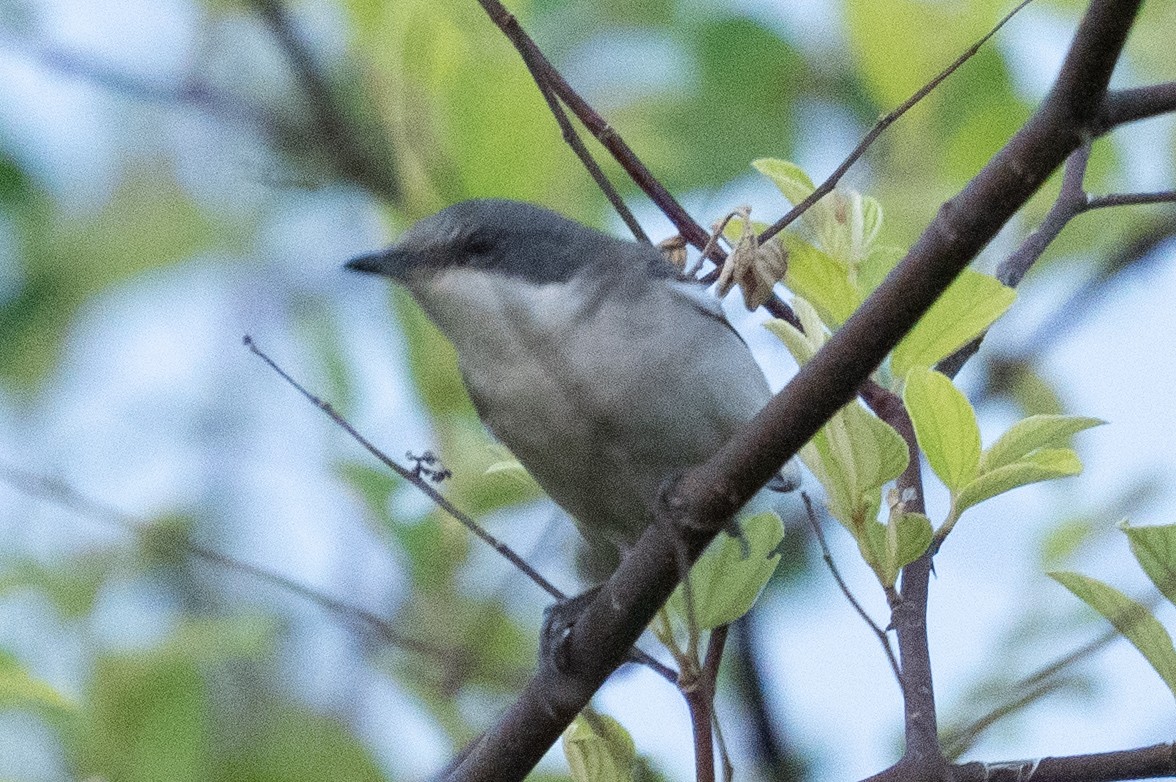 Lesser Whitethroat - Yadu Prasad