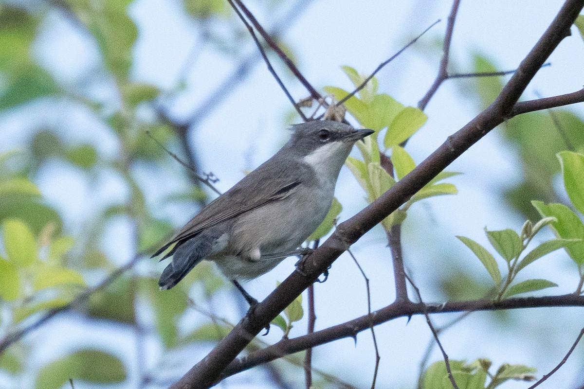 Lesser Whitethroat - Yadu Prasad