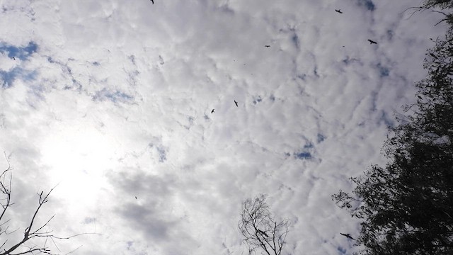 Black Kite - ML610614116