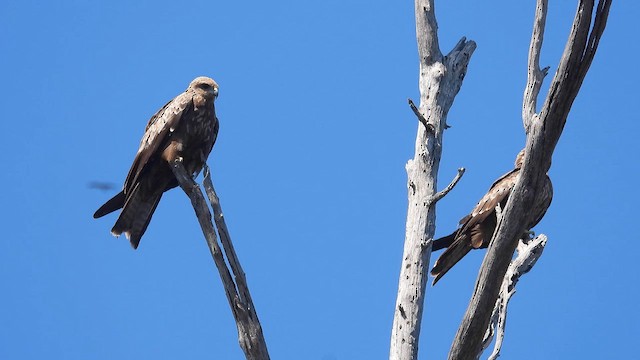 Black Kite - ML610614120