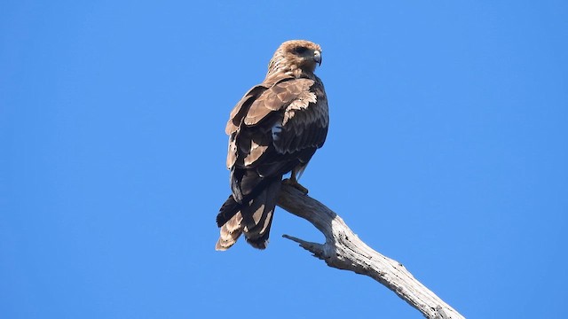 Black Kite - ML610614121