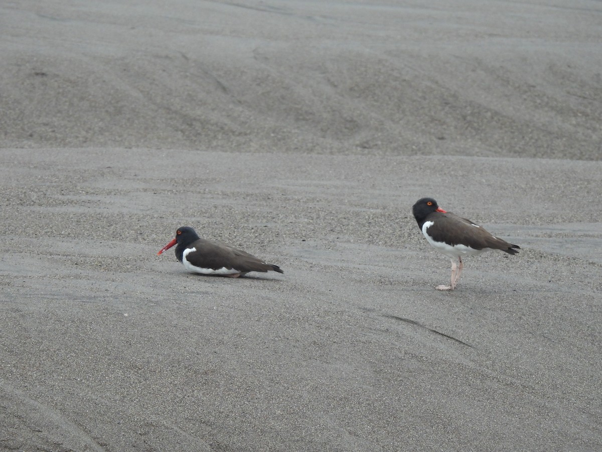 American Oystercatcher - ML610614138