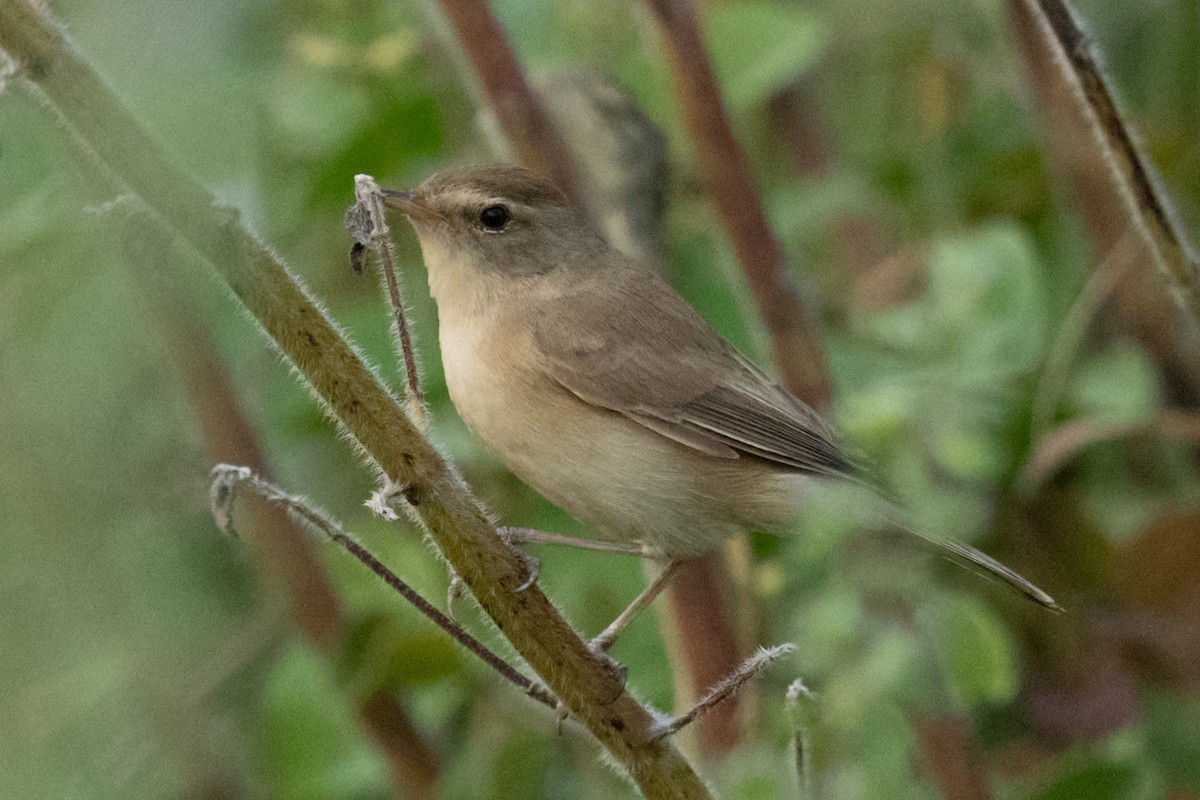 Booted Warbler - ML610614163