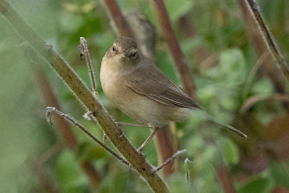 Booted Warbler - ML610614164