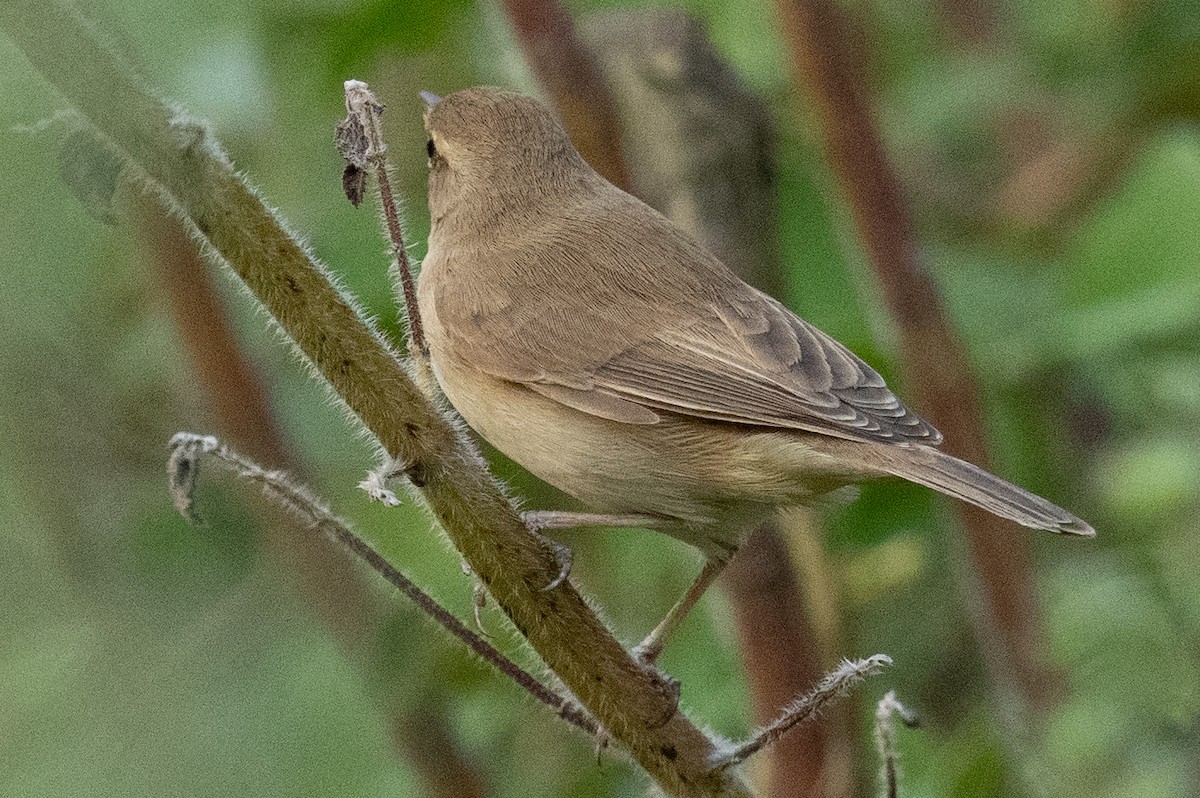 Booted Warbler - ML610614165