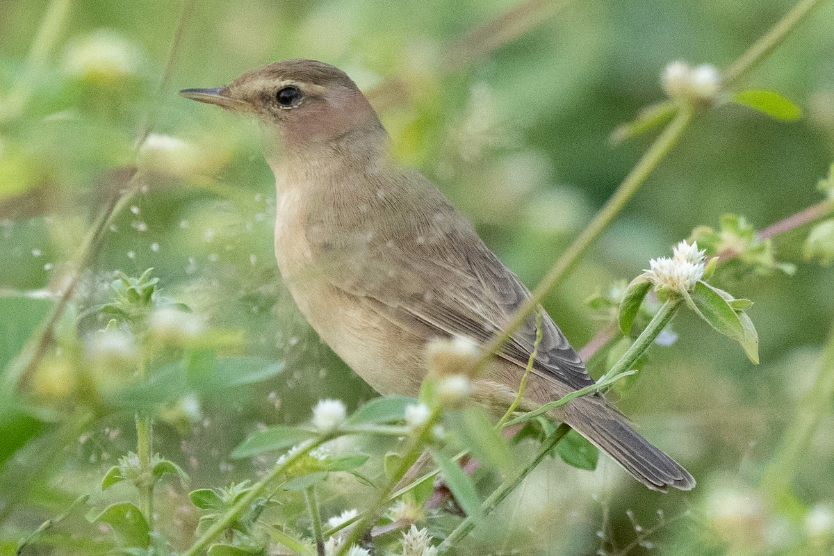 Booted Warbler - ML610614166