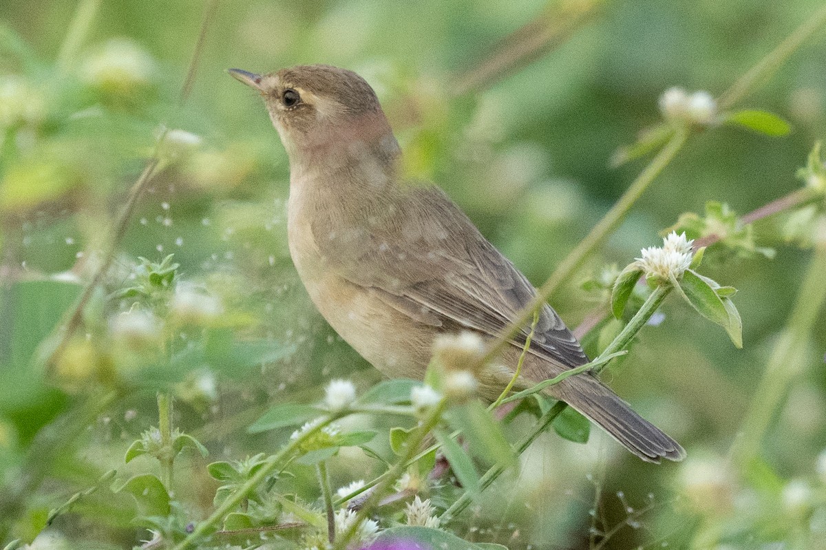Booted Warbler - ML610614167