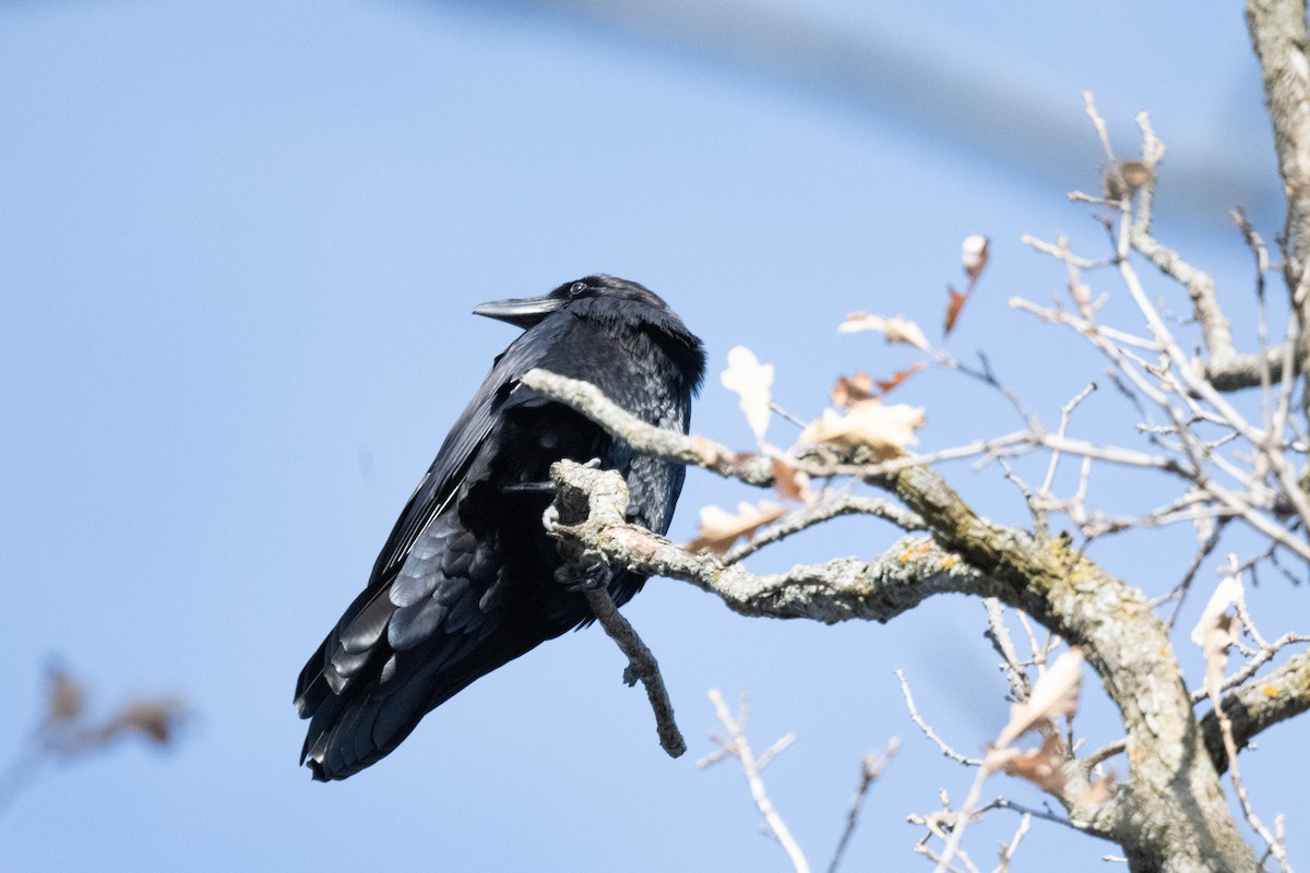 Common Raven - ML610614188