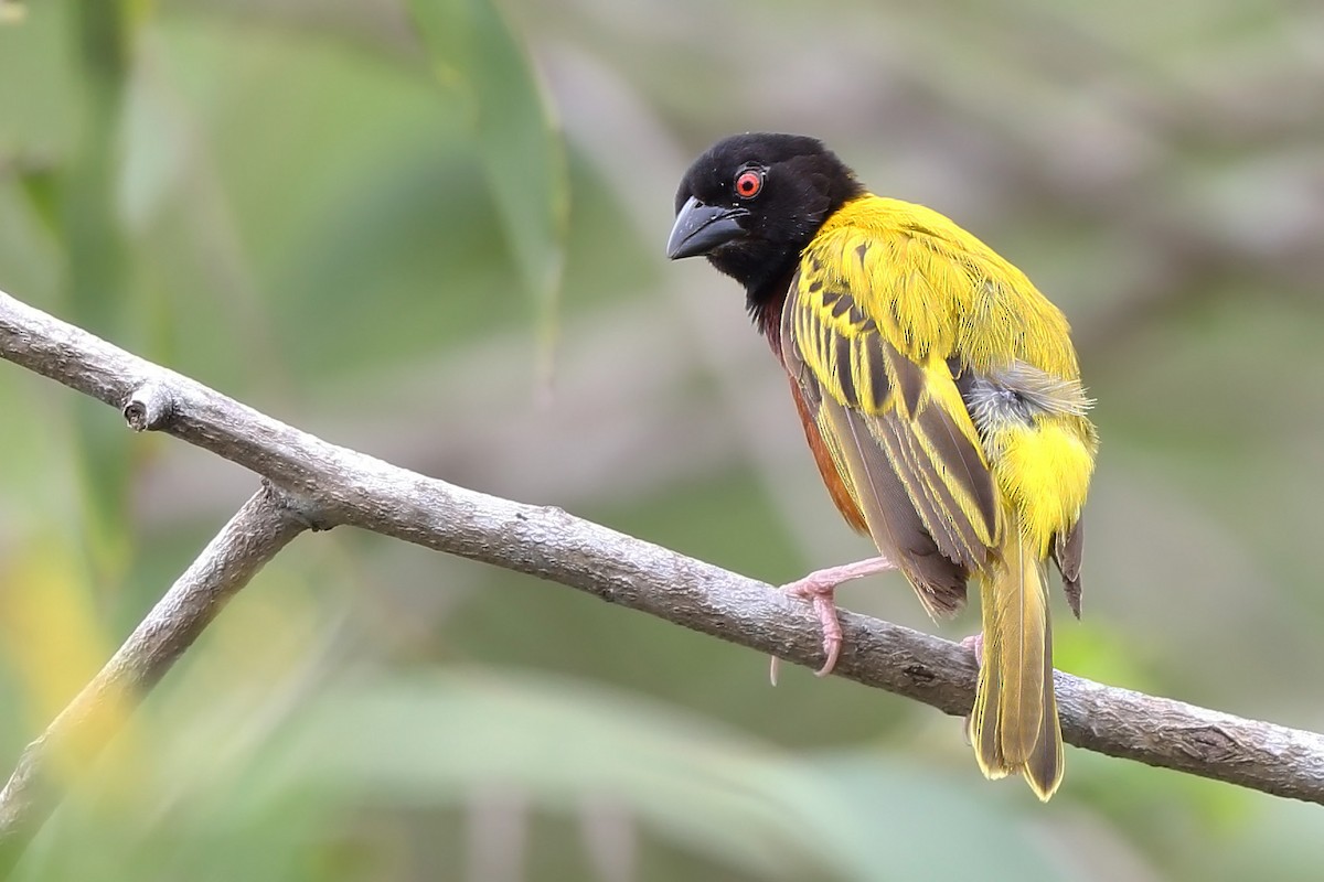 Golden-backed Weaver - sheau torng lim