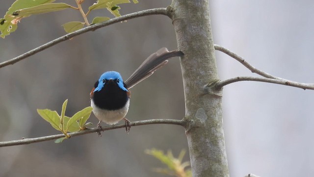 Variegated Fairywren - ML610614262