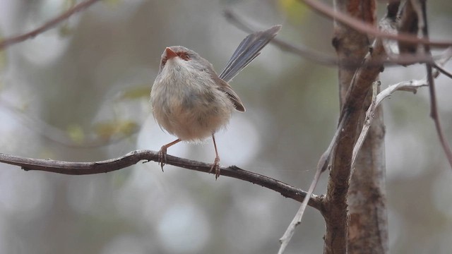 Variegated Fairywren - ML610614263