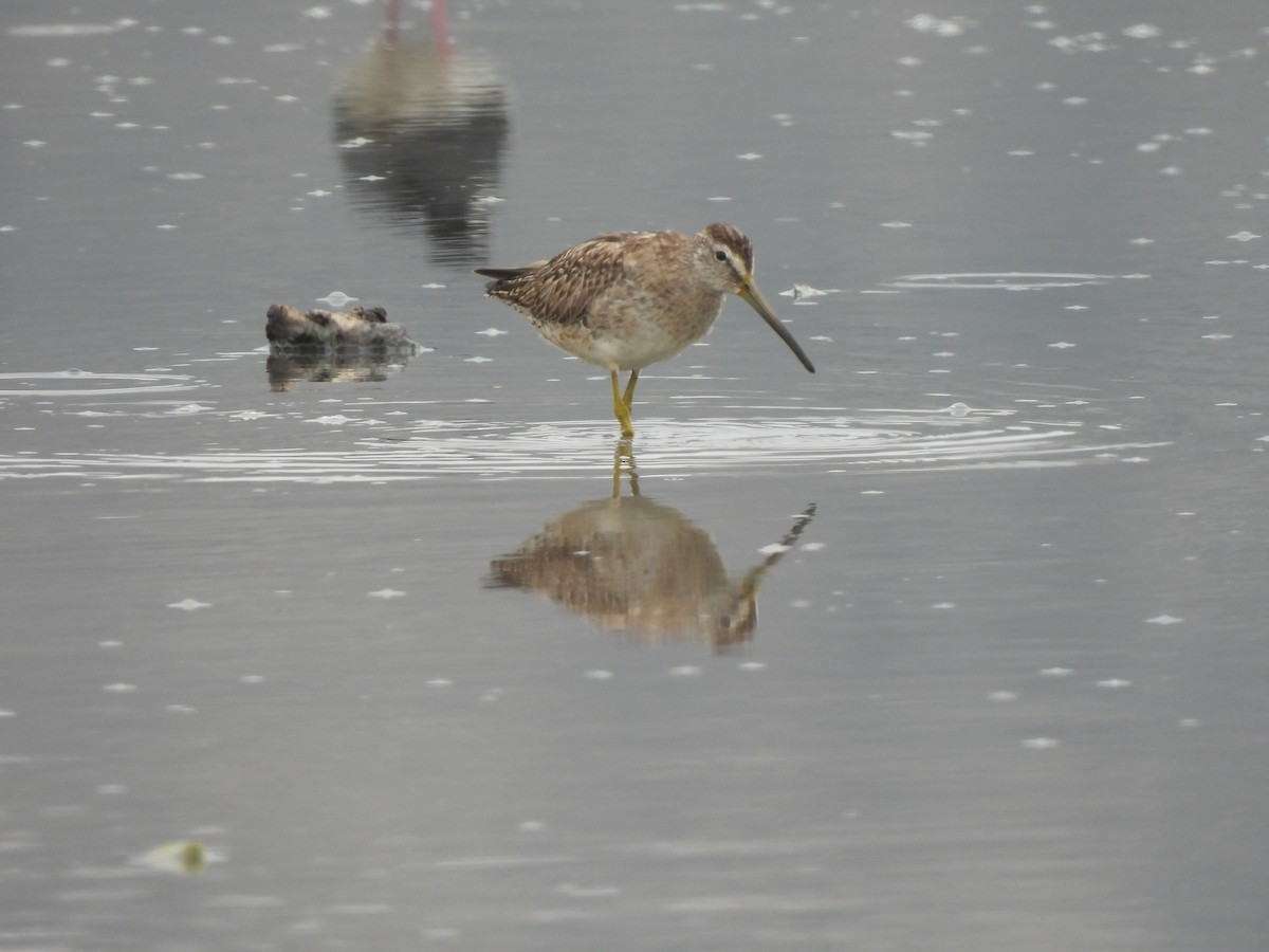 Short-billed Dowitcher - ML610614269