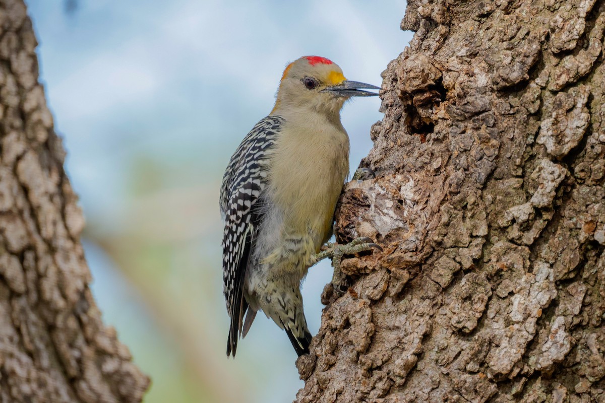 Golden-fronted Woodpecker - ML610614285