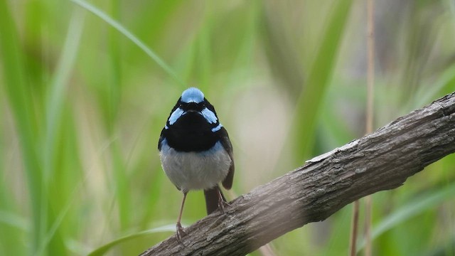 Superb Fairywren - ML610614291