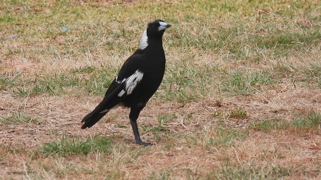 Australian Magpie - ML610614321