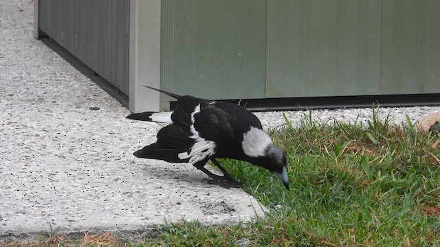 Australian Magpie - ML610614322