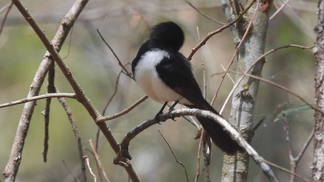 Willie-wagtail - ML610614335