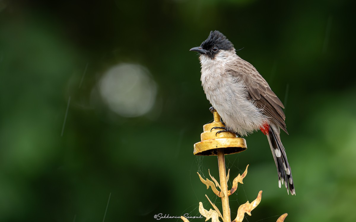 Bulbul Ventridorado - ML610614336