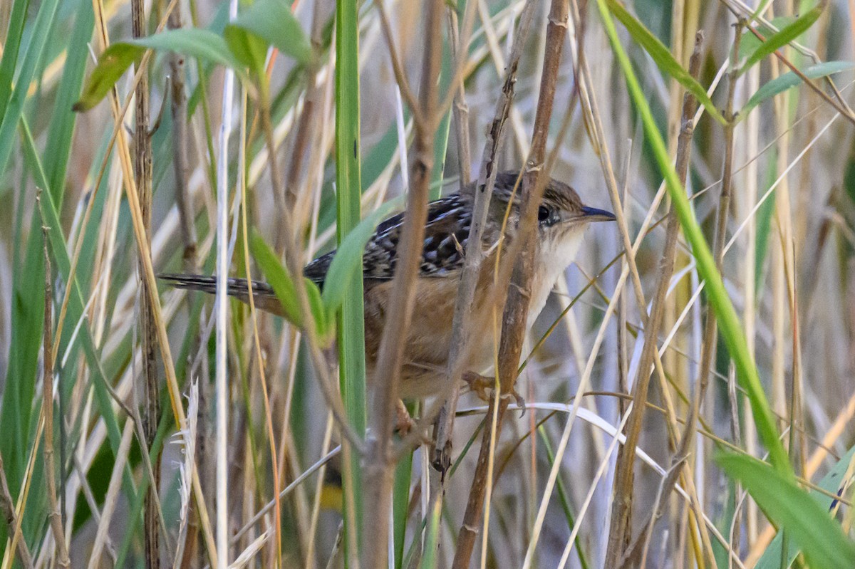 Sedge Wren - ML610614349