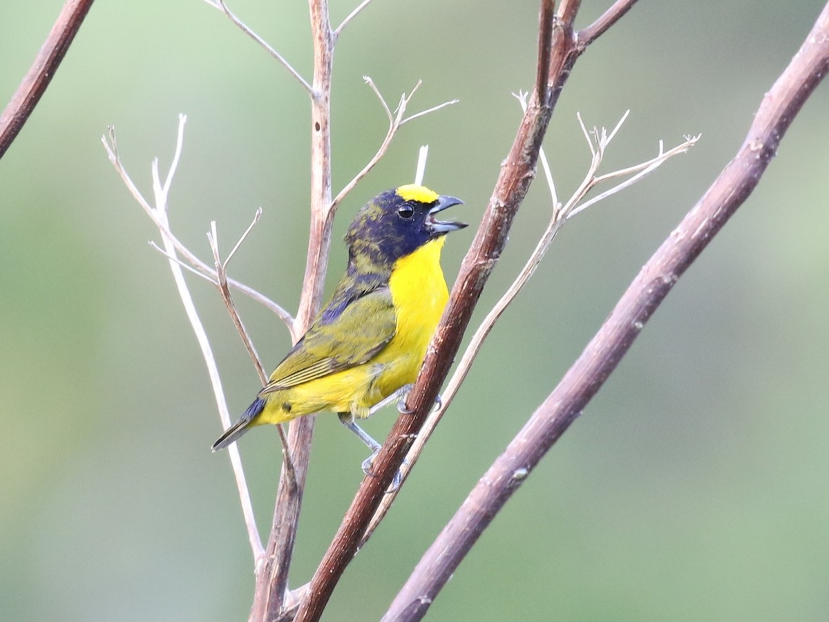 Thick-billed Euphonia - ML610614452