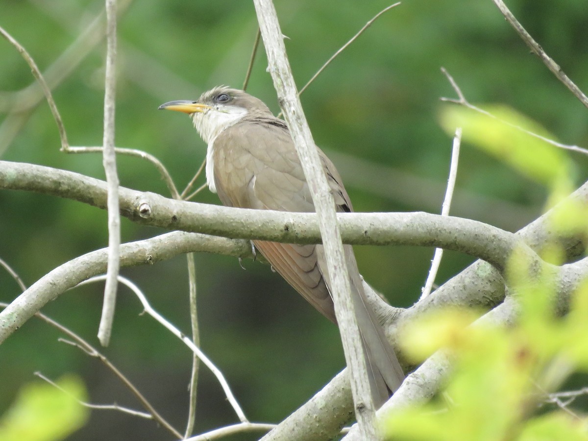 Yellow-billed Cuckoo - Tim Carney