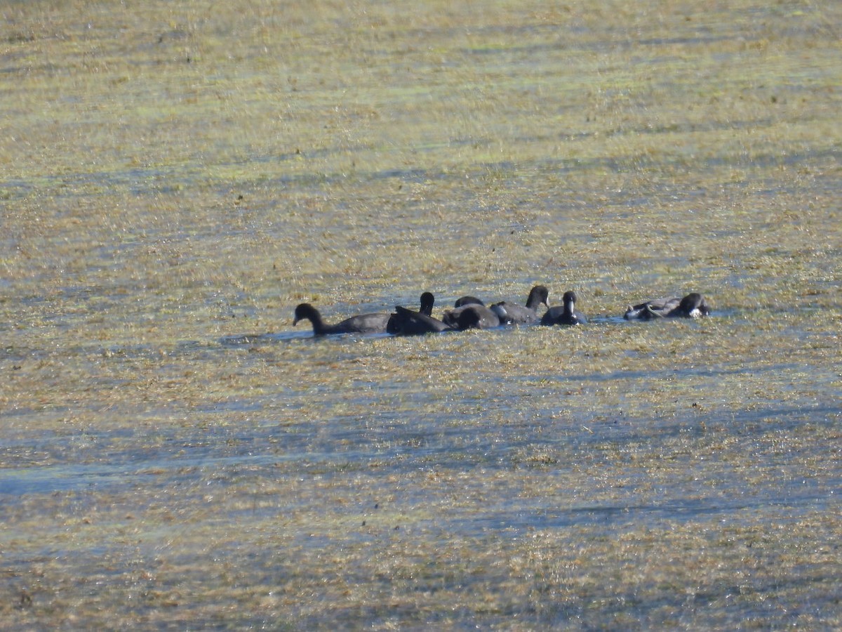 Common Gallinule - ML610614699