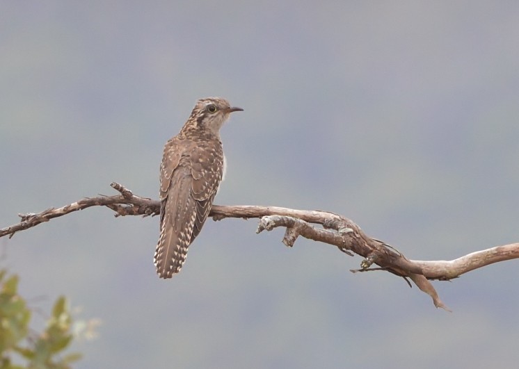 Pallid Cuckoo - ML610614725