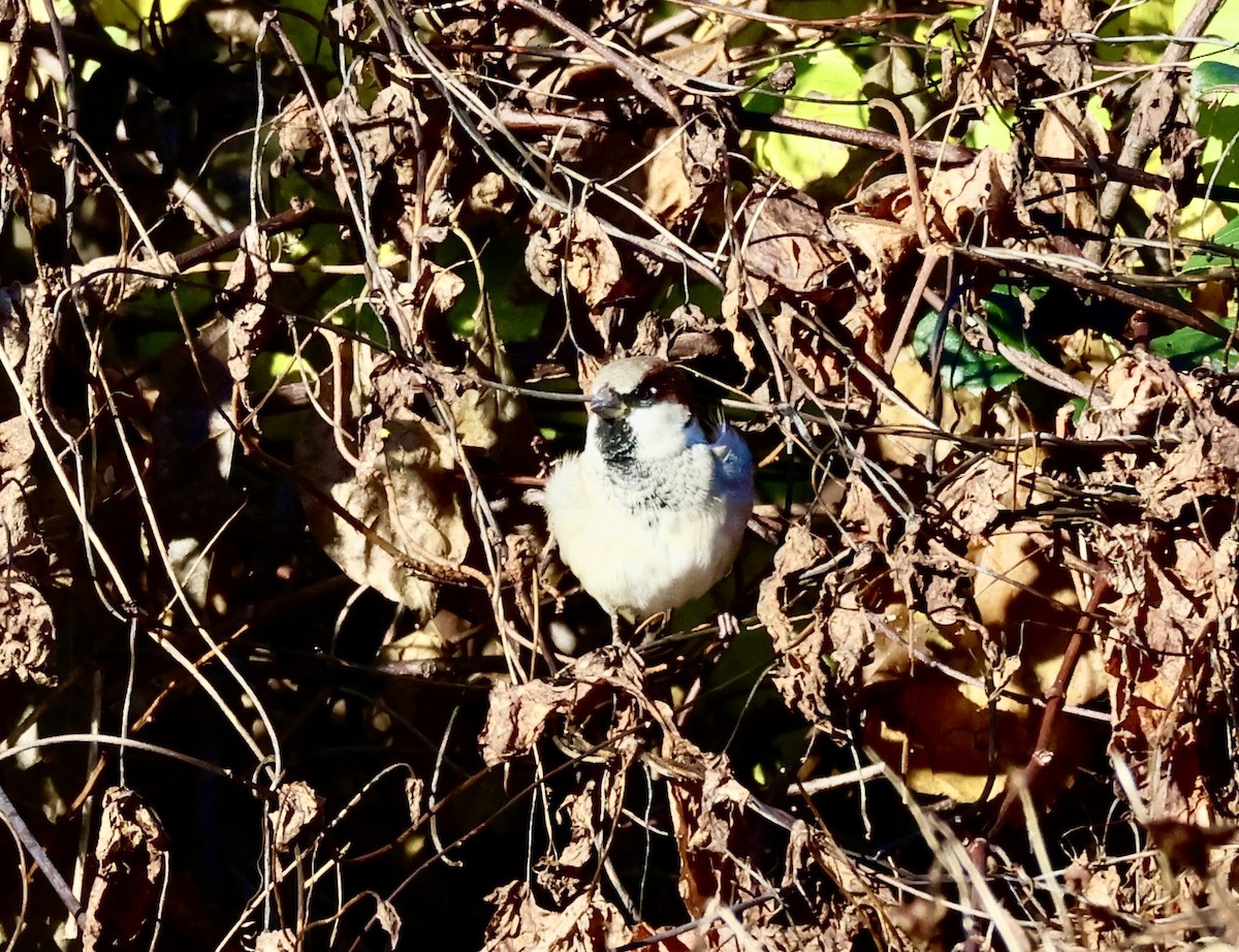 House Sparrow - ML610614772