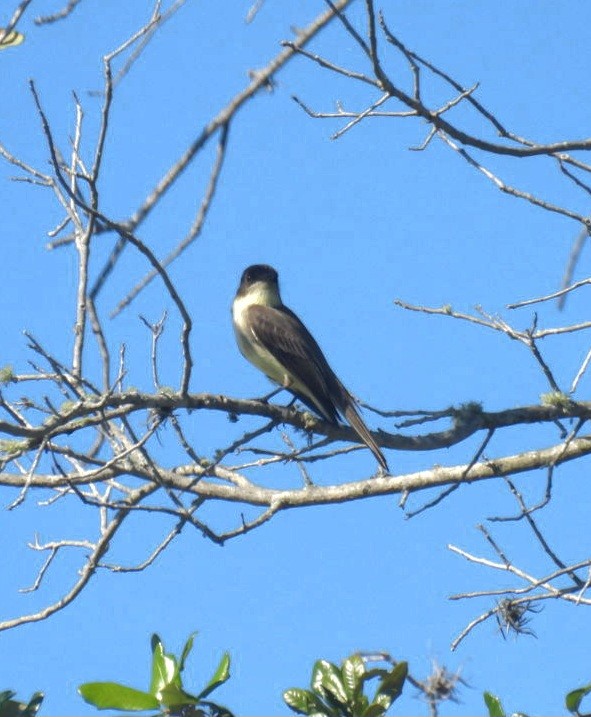 Eastern Phoebe - ML610614774