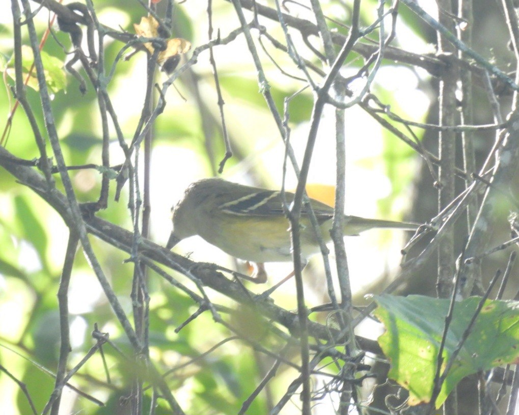 Vireo Ojiblanco - ML610614789