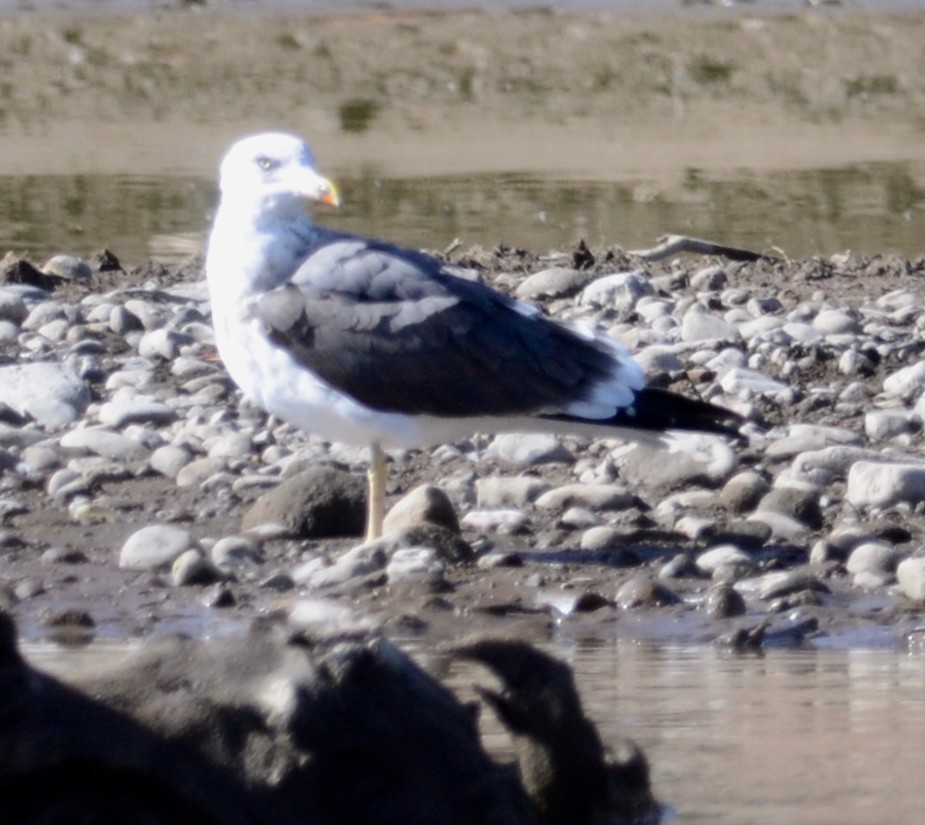 Lesser Black-backed Gull - Kaitlin Backlund