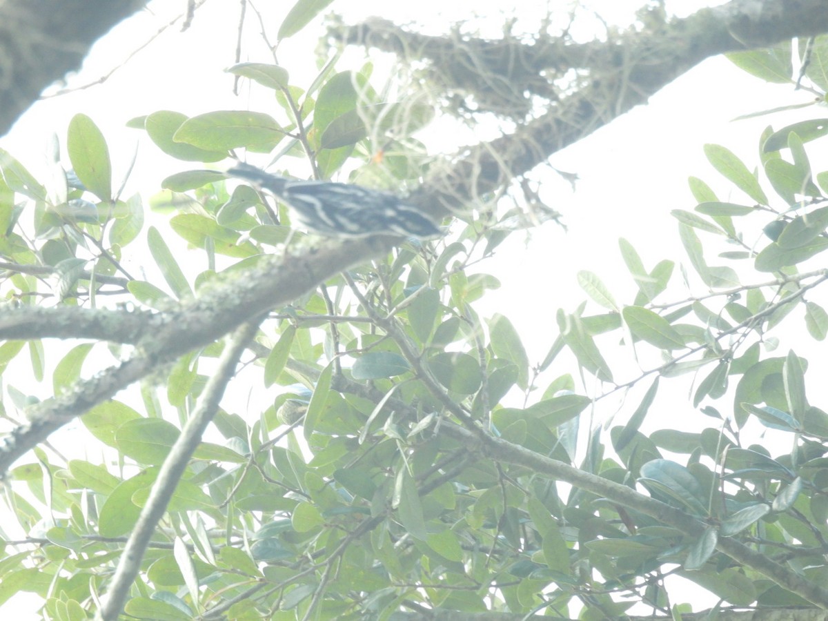 Black-and-white Warbler - A M