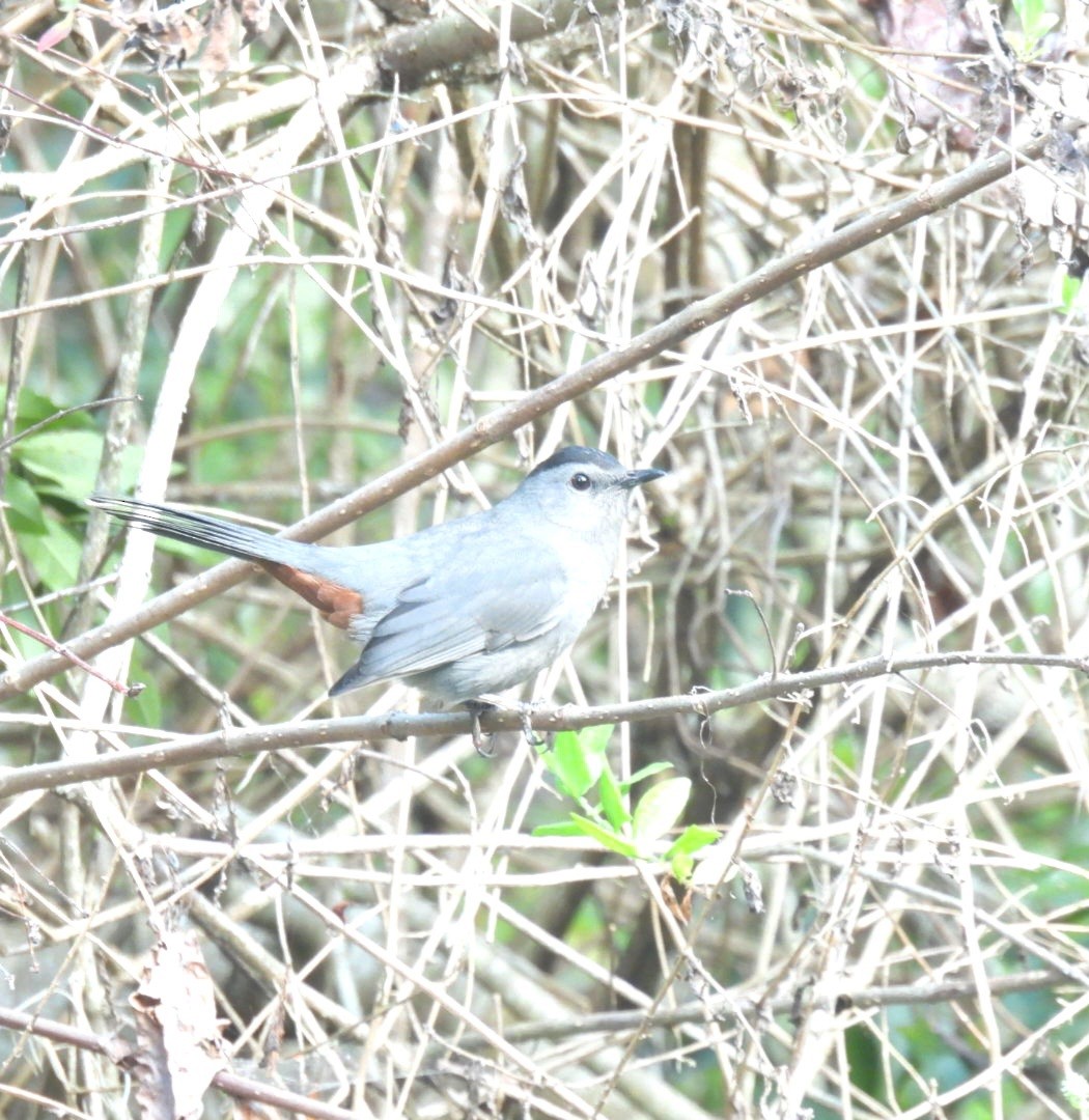 Gray Catbird - ML610614844