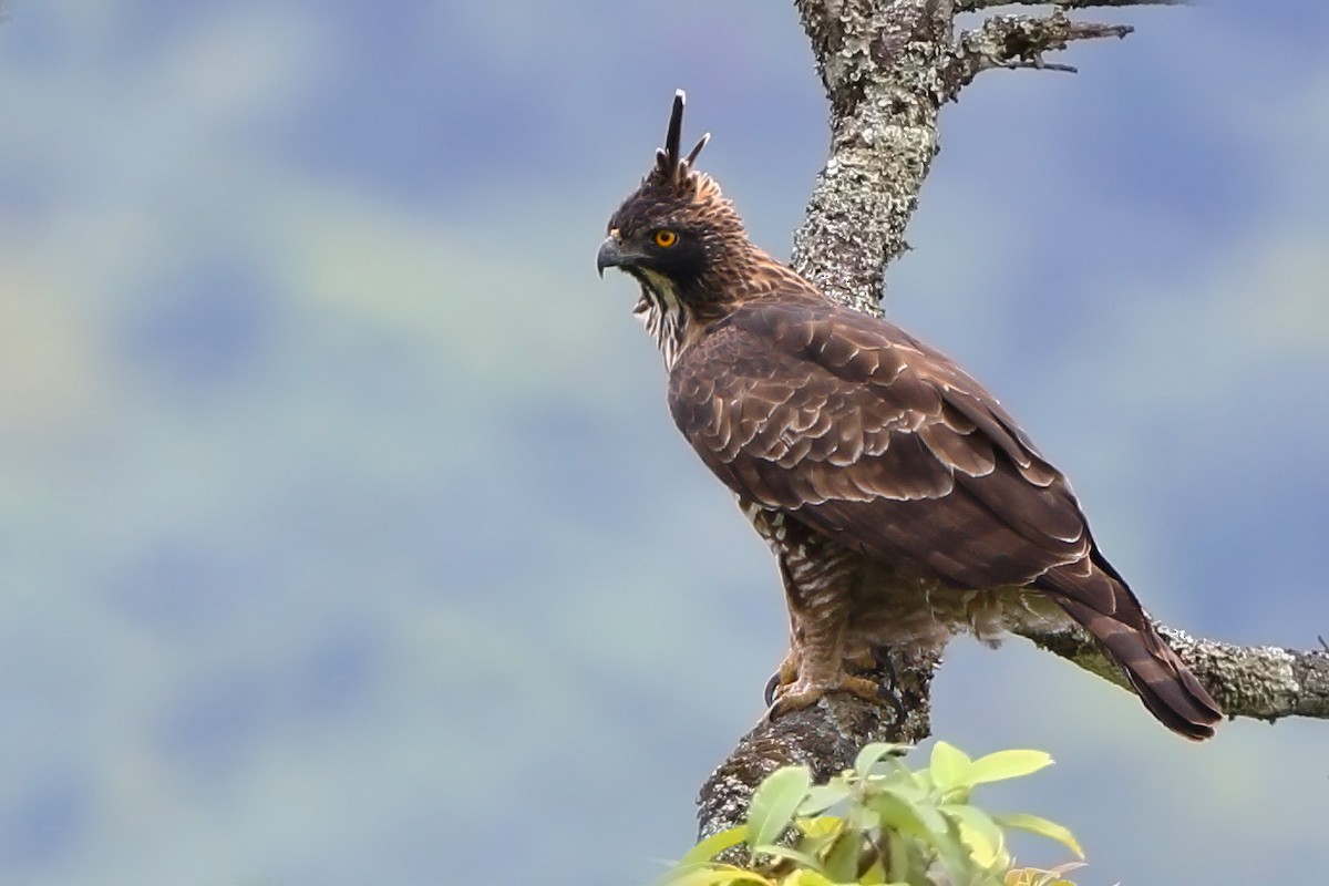Mountain Hawk-Eagle - sheau torng lim