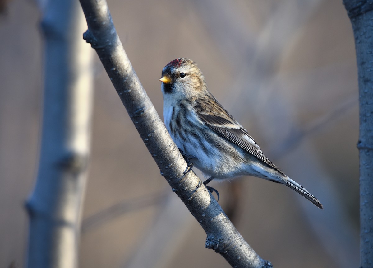 Common Redpoll - ML610614992