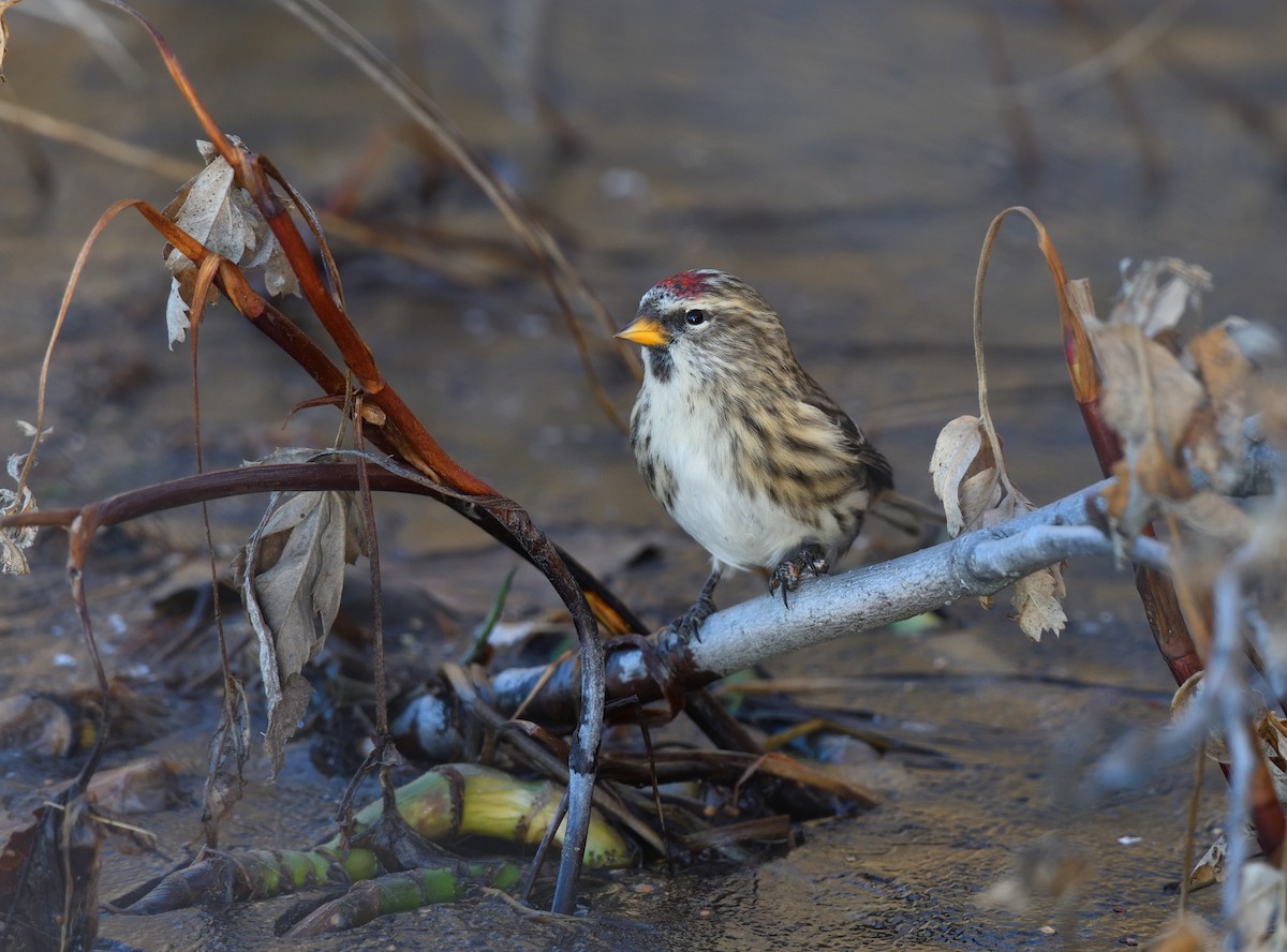 Common Redpoll - ML610614996