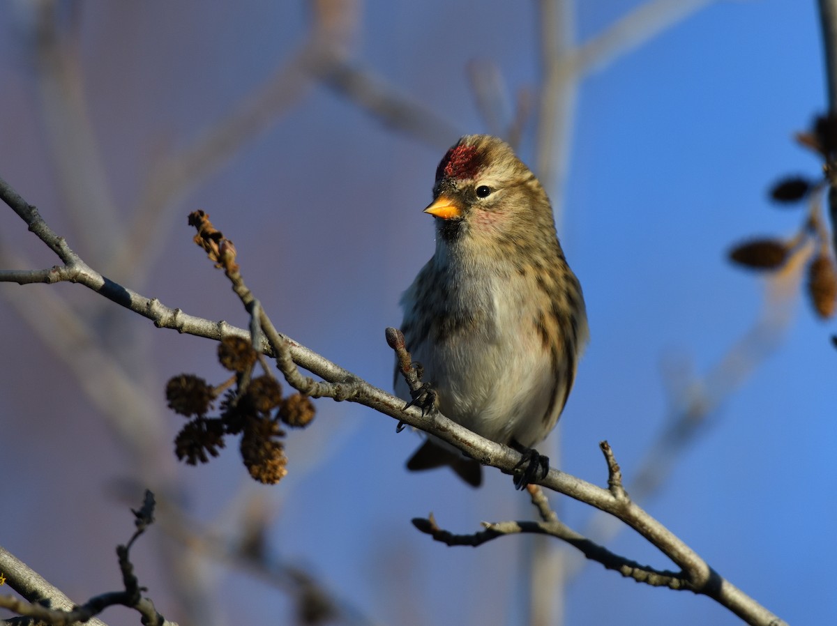 Common Redpoll - Timothy Piranian