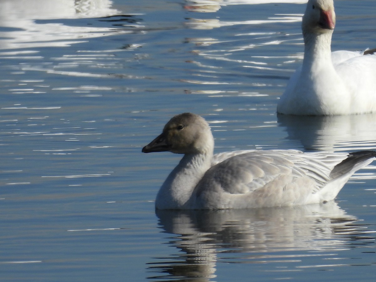 Snow Goose - ML610615037