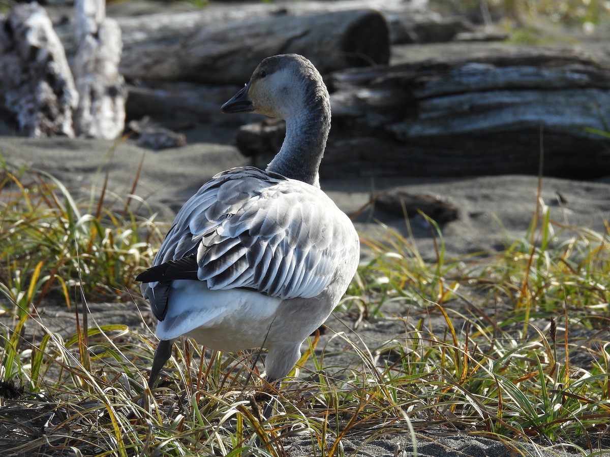 Snow Goose - ML610615039