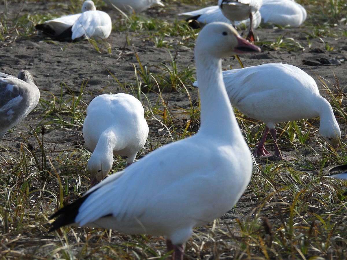 Snow Goose - ML610615040