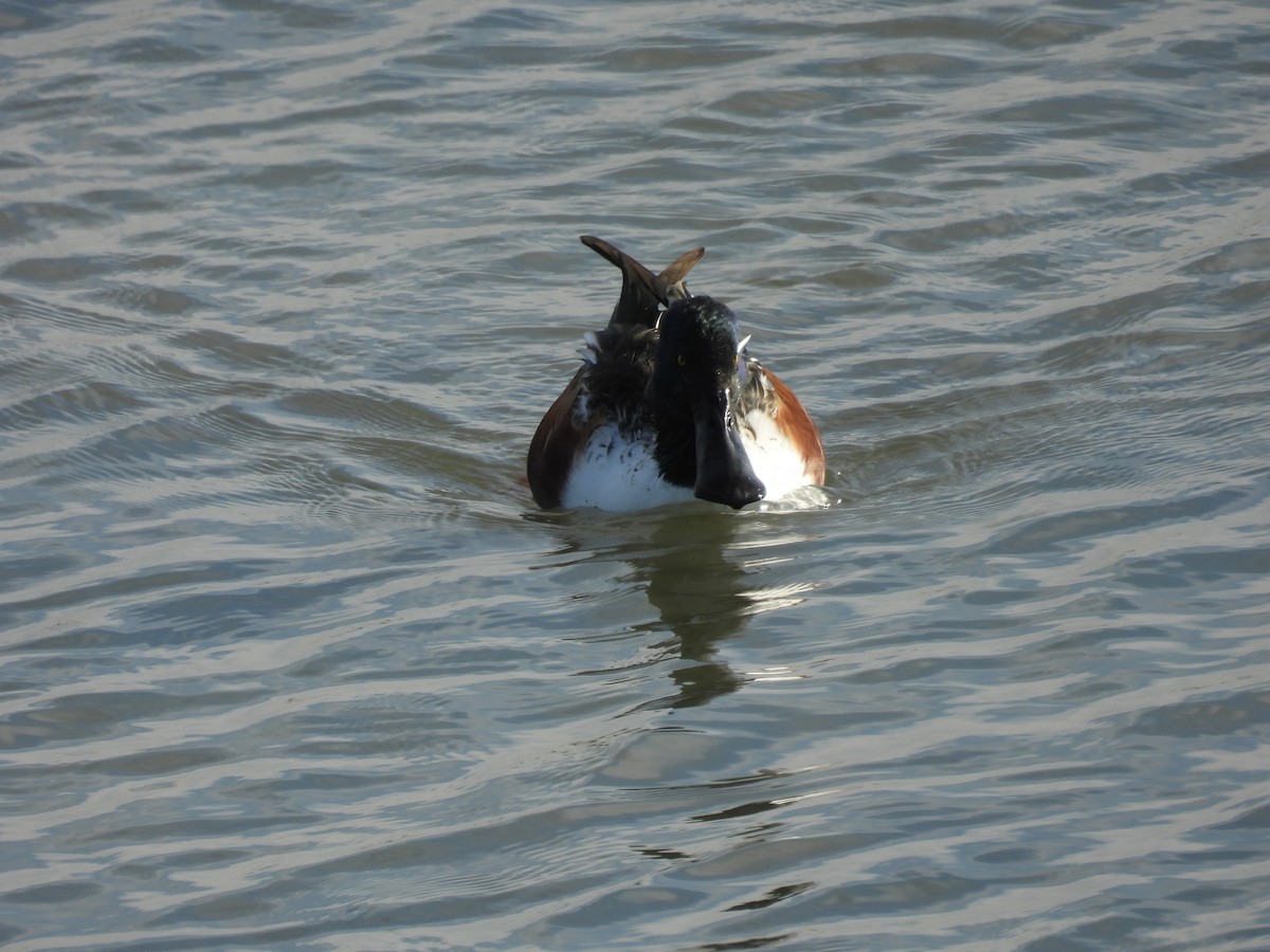 Northern Shoveler - ML610615058