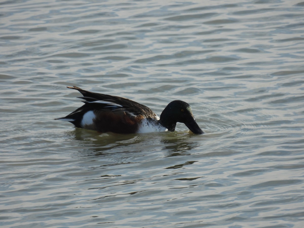 Northern Shoveler - ML610615059