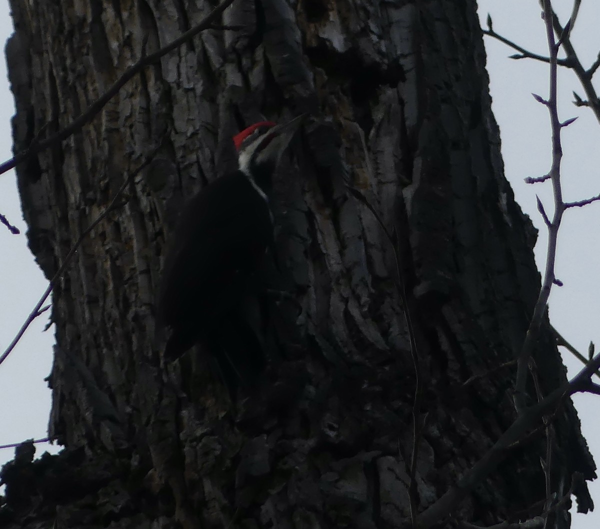 Pileated Woodpecker - ML610615064